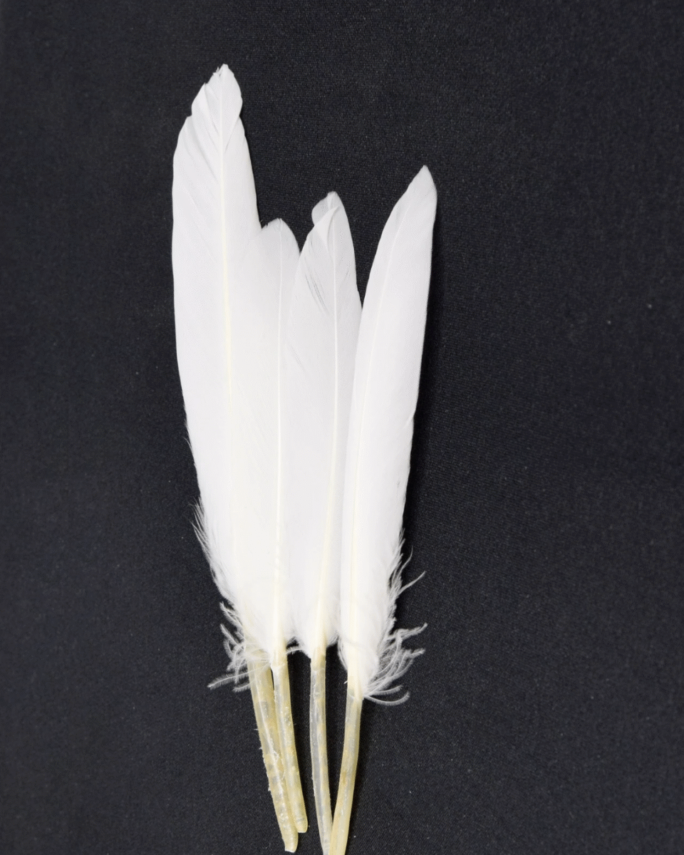 Safawala White Kalgi Feather Set (10 pcs) | Groom Turban Pagdi Wedding Accessory